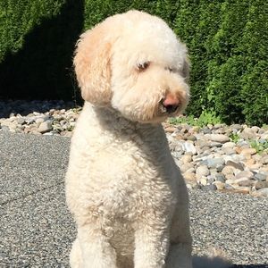 Meet your Posher, May